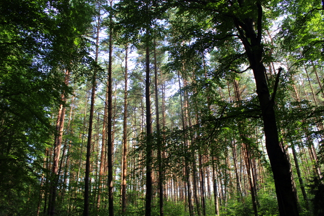 leipnitzsee berlin trees forest